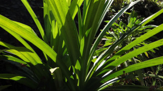 Bukan Daun Biasa! Ini Fungsi Daun Pandan dalam Tradisi dan Upacara Adat Bali