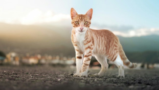 12 Arti Mimpi Dikejar Kucing, Pertanda Masalah atau Rezeki?