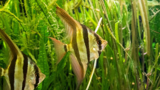 Ingin Aquarium Cantik? Ini 7 Tanaman Aquascape untuk Pemula