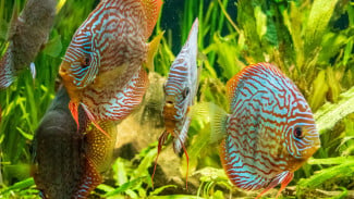 7 Jenis Ikan Hias Aquascape, Aquarium jadi Lebih Hidup