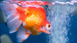 Rekomendasi 5 Pakan Hidup Berkualitas untuk Ikan Hias