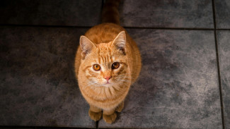 Dengkuran Kucing, Terapi yang Menyembuhkan Jiwa dan Raga