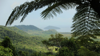Tanaman Ini Berada di Kalimantan! dan Terancam Punah