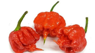 Mengenal Carolina Reaper, Raja Pedas dari Carolina