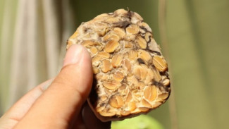 5 Strategi Jitu Agar Tempe Tidak Cepat Busuk, Memaksimalkan Kesegarannya