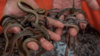 Cara Budidaya Belut di Kolam Terpal, Cocok untuk Pemula yang Ingin Mulai Usaha