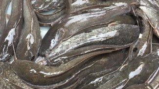 Panduan Praktis Budidaya Lele di Kolam Terpal untuk Pemula, Mudah dan Untung Besar