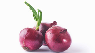 Tips Budidaya Bawang Merah yang Menguntungkan dan Manfaat Kesehatan Tak Terduga