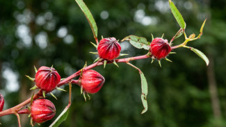Bunga Rosella Si Merah yang Kaya Manfaat Bagi Kesehatan, Begini Cara Menanamnya!