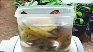 Cara Bikin Pupuk Organik Cair dari Kulit Pisang, Tanaman Subur Raya!