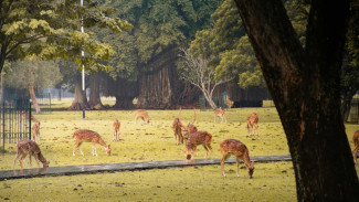 Rekomendasi 5 Tempat Piknik di Indonesia, Sempurna untuk Healing