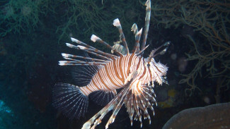 Fakta Menarik Ikan Kalajengking yang Hidup di Laut Tropis