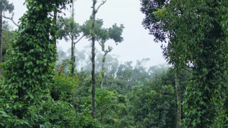 Fakta Tentang Hutan Hujan yang Belum Banyak Orang Tahu!