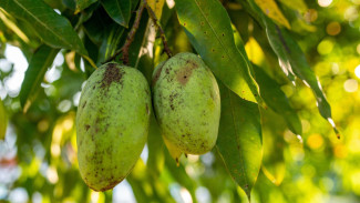Panduan Lengkap Menanam Pohon Mangga di Rumah, Dari Bibit Hingga Panen Cepat