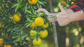 Tips Menanam dan Merawat Jeruk Manis untuk Hasil Optimal