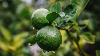 Rahasia Sukses Menanam Jeruk Nipis di Rumah, Panduan Lengkap Panen Berlimpah dan Cepat Berbuah