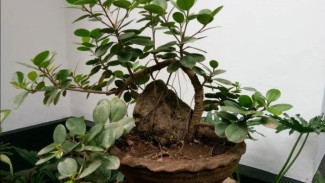 Rahasia Menanam Bonsai, Seni Kecil yang Membawa Ketenangan Besar
