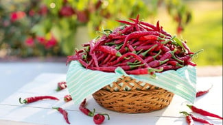 7 Cara Menyimpan Cabai Agar Tidak Cepat Busuk di Kulkas