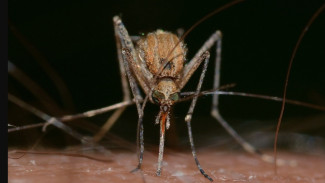 5 Trik Ampuh Mengusir Nyamuk Tanpa Obat Nyamuk
