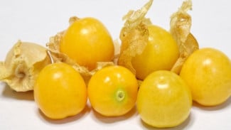 Kandungan Nutrisi dan 9 Manfaat Buah Ciplukan yang Kamu Harus Tahu, Bisa Redakan Cegah Anemia
