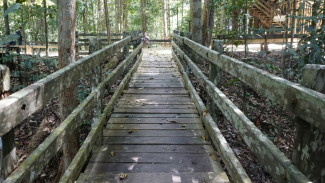 Menjelajahi Hutan Lebat Serta Melewati Canopy Bridge di Bukit Bangkirai