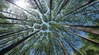 Fenomena Crown Shyness yang Belum Bisa Dijelaskan