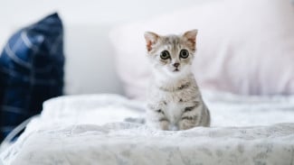 Bau Pipis Kucing? Ini Cara Ampuh Menghilangkannya dari Lantai dan Kasur