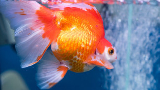 Budidaya Ikan Mas Koki, Peluang Emas Bisnis Ikan Hias untuk Pemula