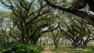 De Djawatan Forest Banyuwangi, Harga Terjangkau dengan Pemandangan yang Mirip Dunia Fantasi!