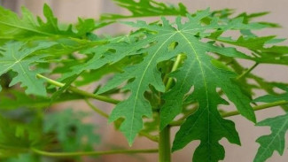 Manfaat Daun Pepaya untuk Kesehatan
