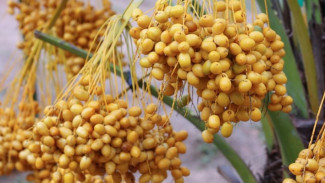 8 Manfaat Kurma Muda Bagi Kesehatan Tubuh yang Jarang Orang Tahu