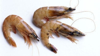 Kandungan Gizi, Manfaat, dan Bahaya Udang bagi Kesehatan Tubuh