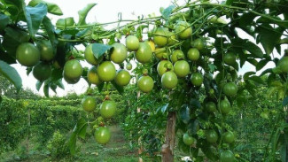 Manfaat Buah Markisa untuk Kesehatan