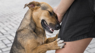 10 Arti Mimpi Digigit Anjing, Jadi Pertanda Adanya Konflik dan Pengkhianatan