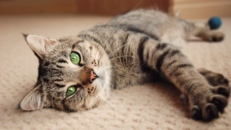 Bersahabat Dengan Kucing? Bonusnya Bisa Bikin Sehat Mental dan Fisik