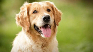 Bukan Sekadar Teman, Ini 10 Manfaat Ilmiah Memelihara Anjing