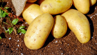 Ingin Turun Berat Badan? Inilah 5 Karbo Sehat yang Bisa Bantu Defisit Kalori