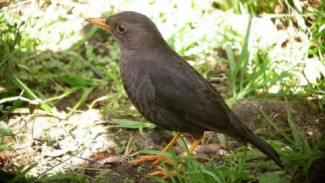 Arti MImpi Dikasih Burung, Ini Penjelasan Lengkapnya