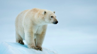 Arctic Destinasi Terbaik untuk Melihat Beruang Kutub di Alam Liar