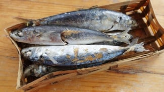 5 Cara Mengolah Ikan Pindang Biar Tidak Amis, Dijamin Makin Lahap!