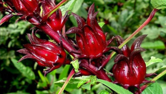 Detox Area Kewanitaan? Ini 5 Minuman Herbal yang Aman dan Terbukti Berkhasiat!