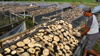 Budidaya Porang, Peluang Emas di Lahan Tropis yang Bernilai Ekspor