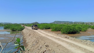 Hutan Mangrove di Kawasan Mandalika Ditimbun