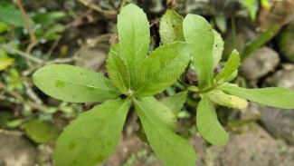 Gak Nyangka Daun Kecil Ini Bisa Bikin Badan Gak Bau Lagi
