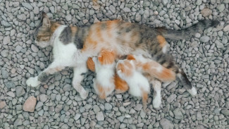 6 Arti Mimpi Kucing Melahirkan, Pertanda Keberuntungan Datang?