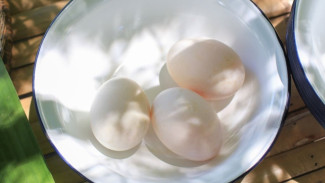 Sudah Tahu Belum? Ini Rahasia Kenapa Telur Bebek Lebih Unggul dari Telur Ayam