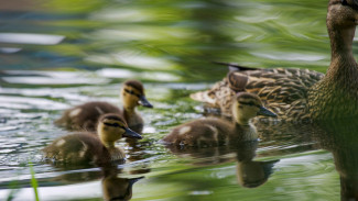 Strategi Sukses Ternak Bebek Pedaging Skala Rumahan