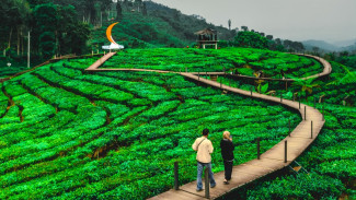 Jelajah Kebun Teh Gunung Gambir Jember, Pesona Kebun Teh Memanjakan Mata!