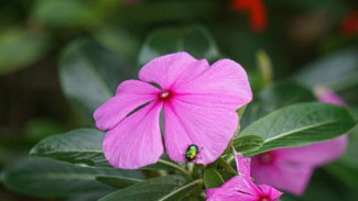 Resep Obat Tradisional China