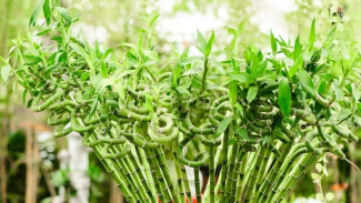 Biar Hoki Makin Ngalir! Ini Tanaman Hias yang Cocok Menurut Feng Shui